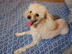 Eles procuram Paulie, um poodle que desapareceu no bairro de Santa Lúcia