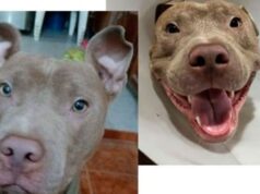 Eles procuram “Polonês”, um pit bull doente que desapareceu na madrugada