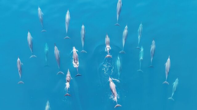 spinner-dolphins-1200x675.jpg