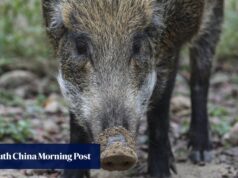 O javali caiu depois de ferir cinco pessoas enquanto os animais vagavam pela estação MTR, um conjunto habitacional.