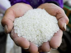 Uma tonelada de cevada agora .. Preços do arroz de “grãos largos e finos” nos mercados orientais, no domingo, 15/02/2026.