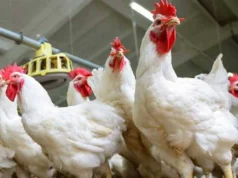 Depois do aumento em quilos… os preços do frango hoje, quarta-feira, 25 de fevereiro de 2026, nas bolsas de frango