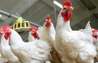 Depois do aumento em quilos… os preços do frango hoje, quarta-feira, 25 de fevereiro de 2026, nas bolsas de frango