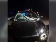 Colisão violenta com cavalo: motorista ficou ferido, animal morreu – Notícias