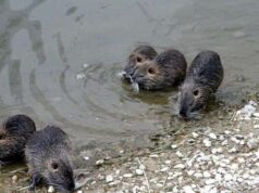 LAV: a esterilidade da amamentação é mais poderosa que a colheita – Notícias