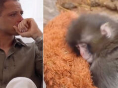 Ex-jogador do Real Madrid se emociona com a história de Punch Monkey, o macaquinho que é tendência mundial