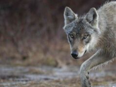 Trentino, um caminhante atacado por um lobo na floresta de Val di Rabbi – Notícias