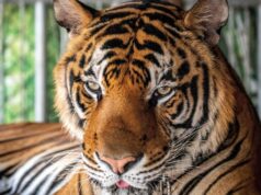 72 tigres mortos devido a um vírus em um parque de vida selvagem na Tailândia