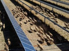 Na Austrália, as “ovelhas solares” são pioneiras na agricultura