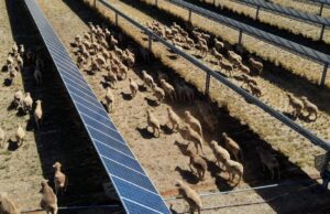 Na Austrália, as “ovelhas solares” são pioneiras na agricultura