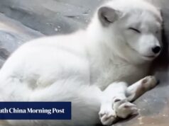 As duas últimas raposas árticas do Hong Kong Ocean Park morrem e a toca está temporariamente fechada