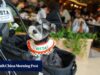 O governo de Hong Kong pode estabelecer um limite de 2 cães por lanchonete sob uma nova política que aceita animais de estimação