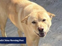 5 cães foram envenenados até a morte nas novas áreas de Hong Kong em uma única semana.