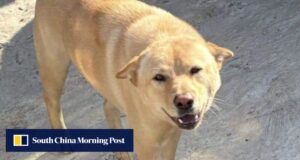 5 cães foram envenenados até a morte nas novas áreas de Hong Kong em uma única semana.