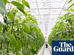 ‘É uma bomba-relógio’: fabricantes de alimentos soam alarme sobre o aumento dos custos de energia | Indústria de alimentos e bebidas