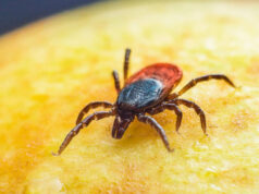 “Tenho insetos, não tenho uma vida normal”
