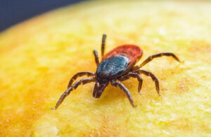 “Tenho insetos, não tenho uma vida normal”