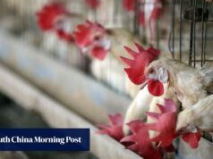 Surtos de gripe aviária em partes do Japão, Dinamarca e proibições de aves em Hong Kong.