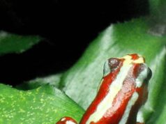 Dois anos após a morte de Alexei Navalny, a Europa acusa Moscou de envenená-lo com um raro e violento veneno de rã