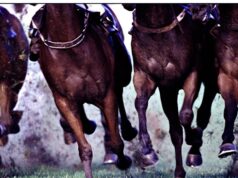 Dicas e prévias segregadas por corrida para Canterbury na sexta-feira