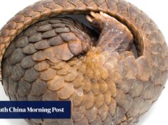 Proprietários de resorts da Malásia enfrentam multas pesadas e prisão por menu “exótico” de pangolim para turistas