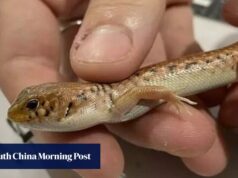 Contrabandista australiano condenado a 8 anos de prisão por enviar lagarto em saco de pipoca