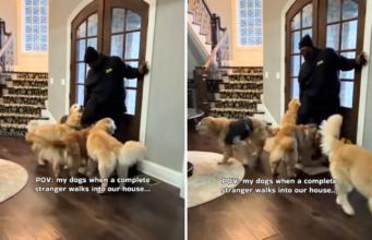 Quatro Golden Retrievers notam um estranho entrando na casa. Eles sabem o que fazer.