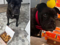 Um veterinário deu um dia de vida a um cão idoso – e então uma refeição no McDonald’s mudou tudo.