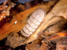 A nova cetona do fundo do mar foi nomeada pelo público através de uma campanha online