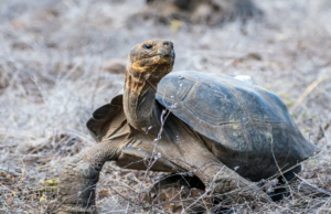 Assista: O retorno de 158 tartarugas gigantes à Ilha Floreana, no Equador, depois de um século