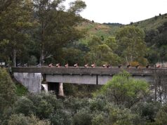 Volta ao Algarve Etapa 2 Ao Vivo: João Almeida e Juan Ayuso enfrentam-se na Etapa Rainha da competição.
