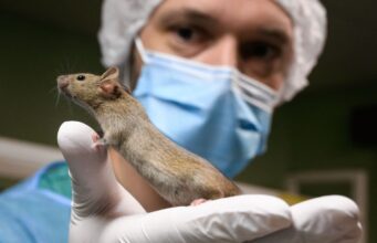 Riscos ocultos da dieta cetogênica nomeados em estudo com ratos