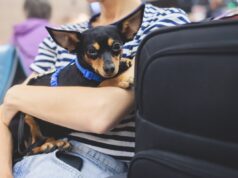 Cachorro voltou ao abrigo por causa de ‘agressão’, adotante agora percebe erro