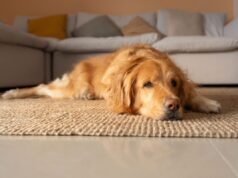 A reação dos Golden Retrievers ao trombone traz lágrimas à internet: ‘Inimigo’