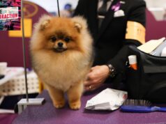 Escolhendo sua Pomerânia, com Catherine Xu