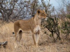 Mulheres no Safari despreparadas para o que Lioness fez: ‘Gosto caro’