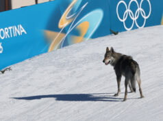 O lindo cão-lobo agora é um atleta olímpico