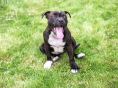 Um cachorro ouve o som de uma gaita de foles pela primeira vez. Sua reação foi impagável.