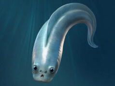 na parte inferior! Um peixe antigo que entende os terrores da vida