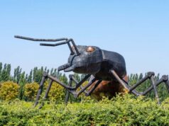 Por que é hora de parar de antropomorfizar formigas