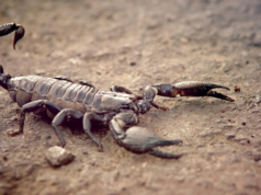 Pesquisadores desenvolvem modelo para prever pontos críticos de escorpiões mortais