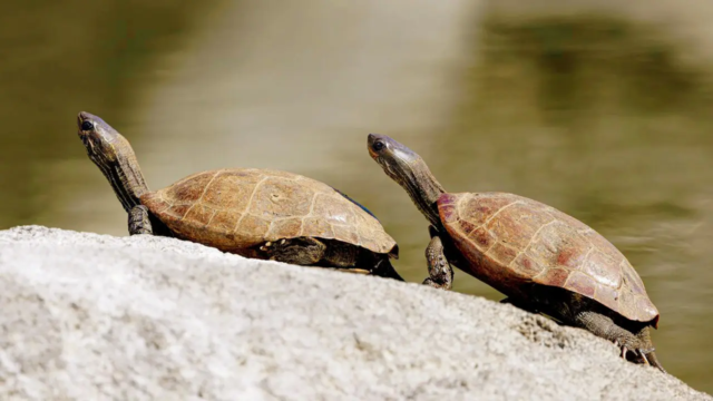 Tent-turtles-1771175399400_d.png
