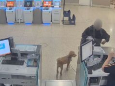 Mulher supostamente deixou cachorro no balcão de passagens da JetBlue no aeroporto de Nevada