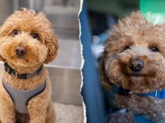 Cachorro abandonado no aeroporto de Las Vegas Ele foi adotado por um policial.