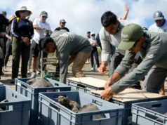 Extintas há um século, mais de 150 tartarugas foram reintroduzidas nas Ilhas Galápagos