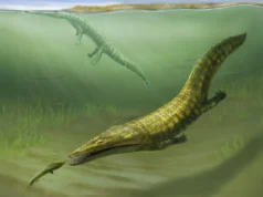 Fósseis perdidos revelaram monstros marinhos que tomaram o poder após a maior extinção da Terra