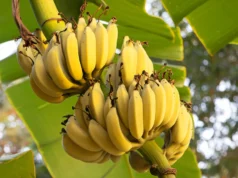 Cientistas descobriram um gene que pode salvar bananas da mortal doença do Panamá
