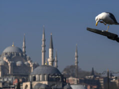 Jogador de futebol turco revivendo uma gaivota atordoada com RCP durante uma corrida