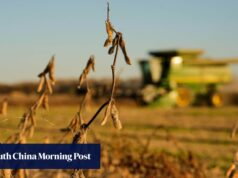 A China não conseguiu atingir as metas de dependência do farelo de soja no ano passado. O tratado dos EUA dificulta