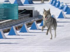 Um cão local fez uma candidatura olímpica inesperada